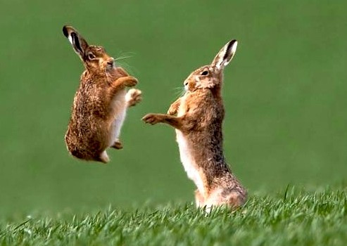 animale dansatoare iepuri dansatori