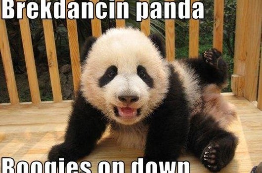 animale dansatoare panda dansand