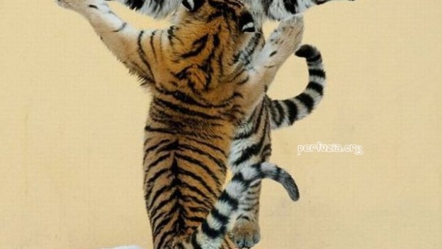 animale dansatoare tigri dansatori